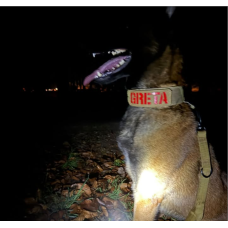 Your Name Custom Dog Patches - Personalized Name & Identification