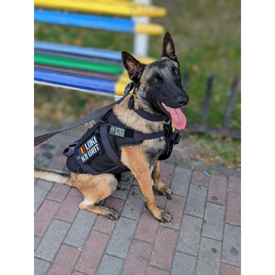 Individuelle Hunde-Patches - Personalisierter Name & Kennzeichnung